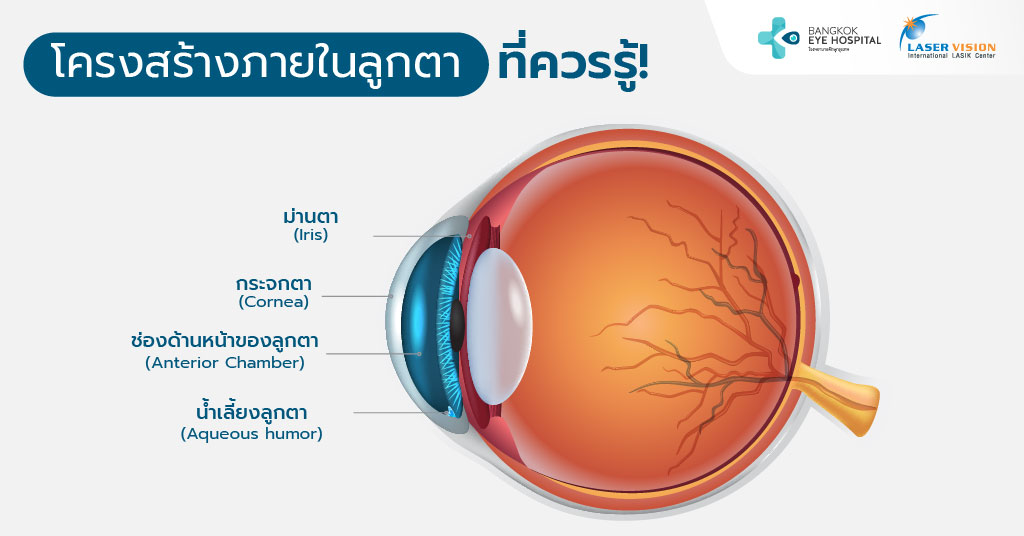 โครงสร้างภายในลูกตาที่ควรรู้!